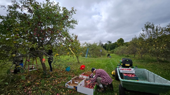 Volunteers picking apples in Amma Canada orchard