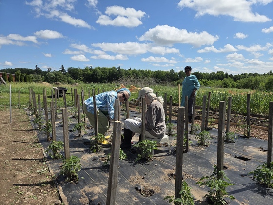 Volunteers staking tomatoes