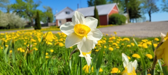 Narcissus and Dandelions growing at the farm