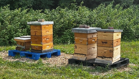 Amma Canada beehives