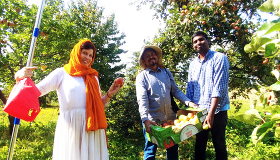 Volunteers picking apples