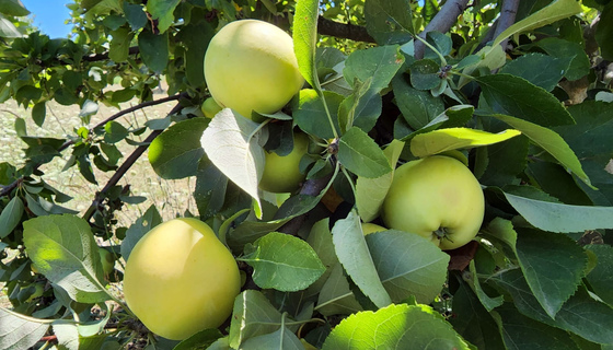 Apples ripening on the tree