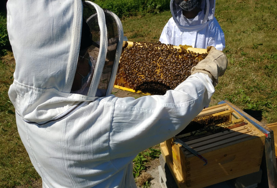 Beekeepers lifting frame covered in bees in front of hive