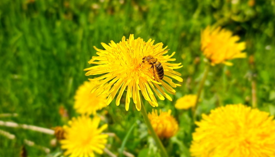 Honey Bee on Dandelion
