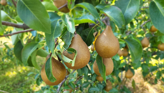 Bosc pears in Amma Canada orchard