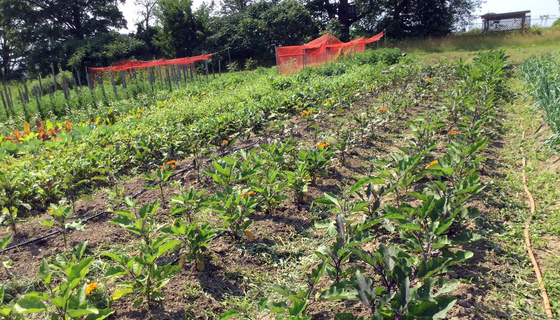 Eggplant growing in veggie garden