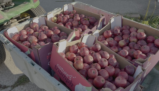Enterprise apples in trailer