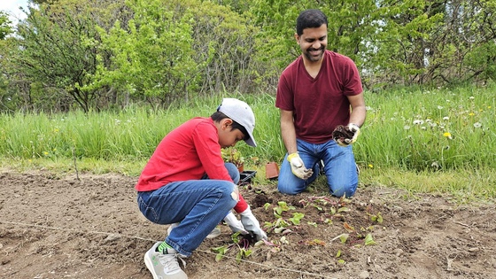 Father and son planting seedlings in the veggie garden