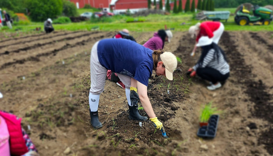 Volunteer planting seedlings in the veggie garden