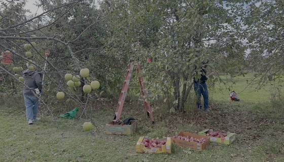 Volunteers picking apples