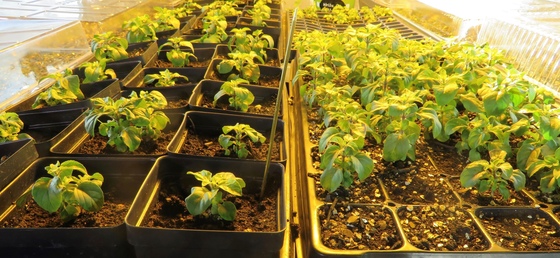 Seedlings at MA Center Chicago Seedlings at MA Center Chicago