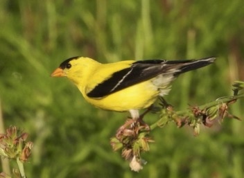 American Goldfinch