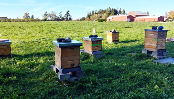 Hives at Amma Canada Centre in fall