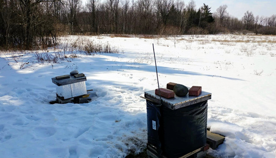 Bee hives in 'bee cozies' in the snow