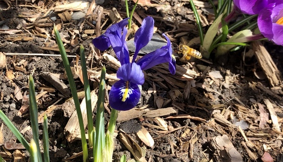 Honey bee visiting a dwarf iris blossom