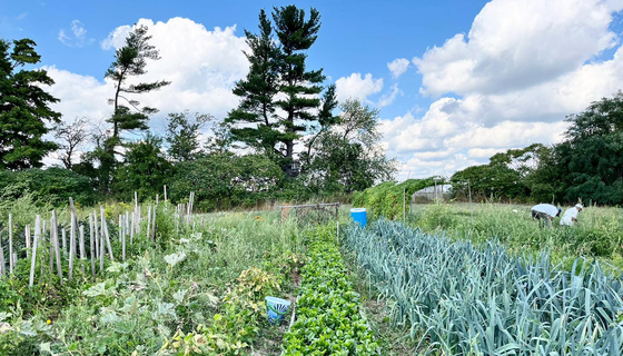 Leeks and Malabar spinach growing in the garden