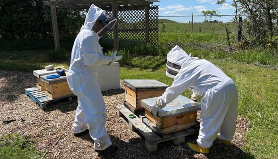Volunteers moving the beehives