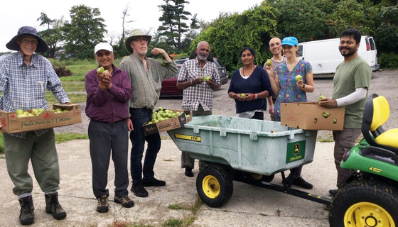 Volunteers picking pears