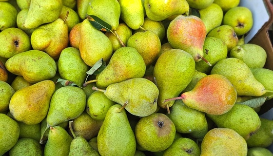 Amma Canada pears