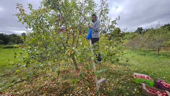 Shambhu picking apples