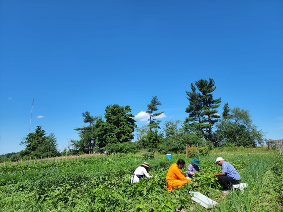 Br. Ramanandamrita Chaitanya picking beans with volunteers