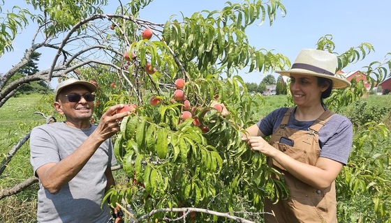 Volunteers picking peaches