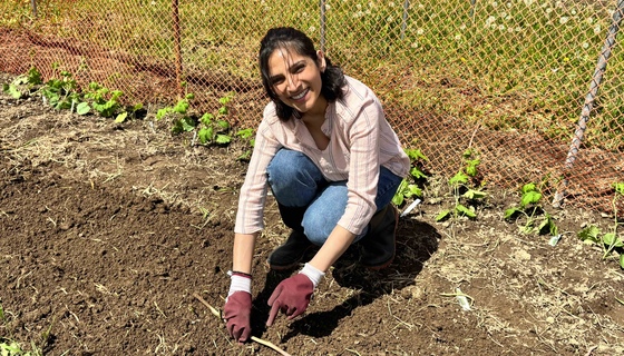 Volunteer planting beans