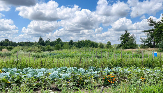 Veggie garden in August 2022