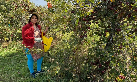 Volunteer picking apples in Amma Canada orchard