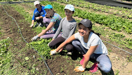 Volunteers weeding in the veggie garden