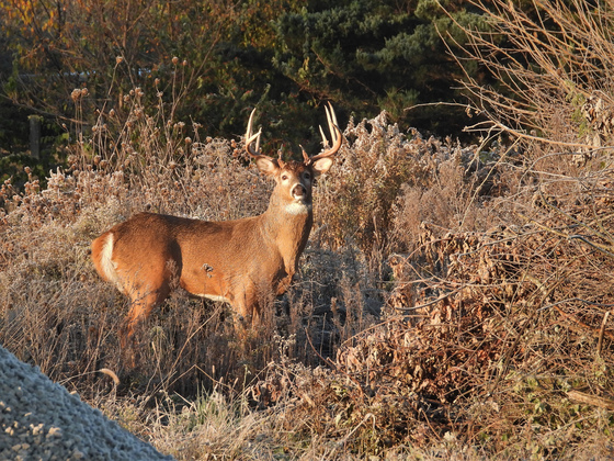 A buck at MA Center Chicago