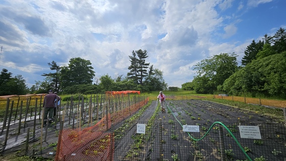Volunteers watering veggie garden