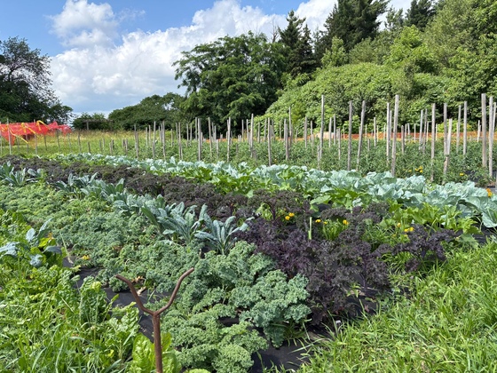 Amma Canada vegetable garden - July 2025