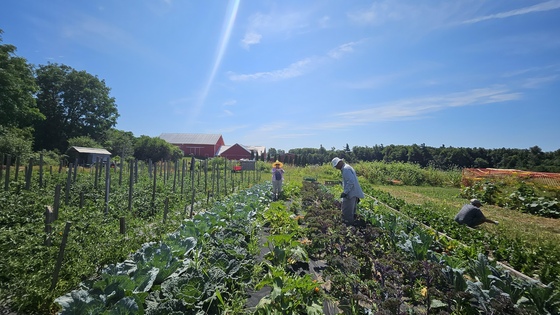 Volunteers in Amma Canada's veggie garden - July 2025