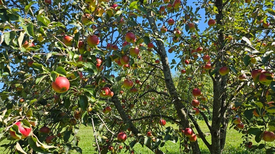 Apples on tree in orchard