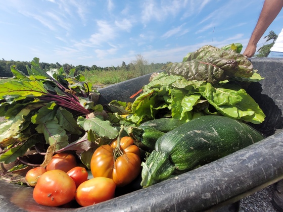 Wheelbarrow full of tomatoes, zucchini, Swiss chard & beets