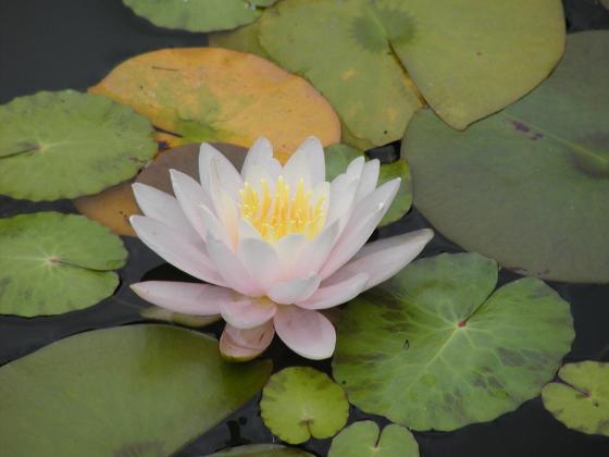 Water Lily water lily