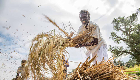 The farmers are continuing their work with enthusiasm! Organic Farming for Villagers