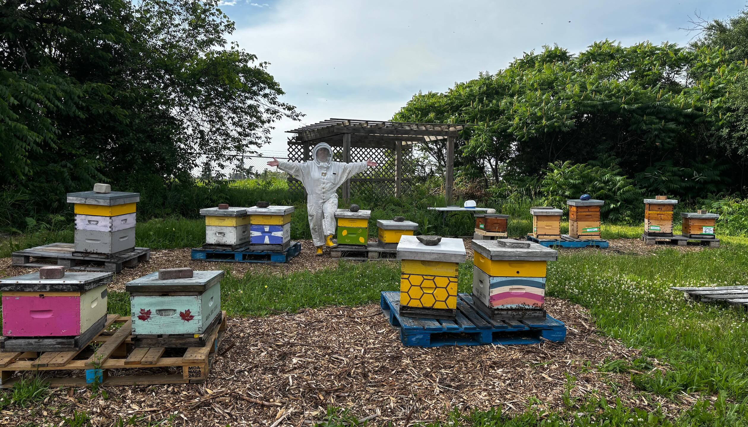 14 Beehives at Amma Canada Farms June 2026