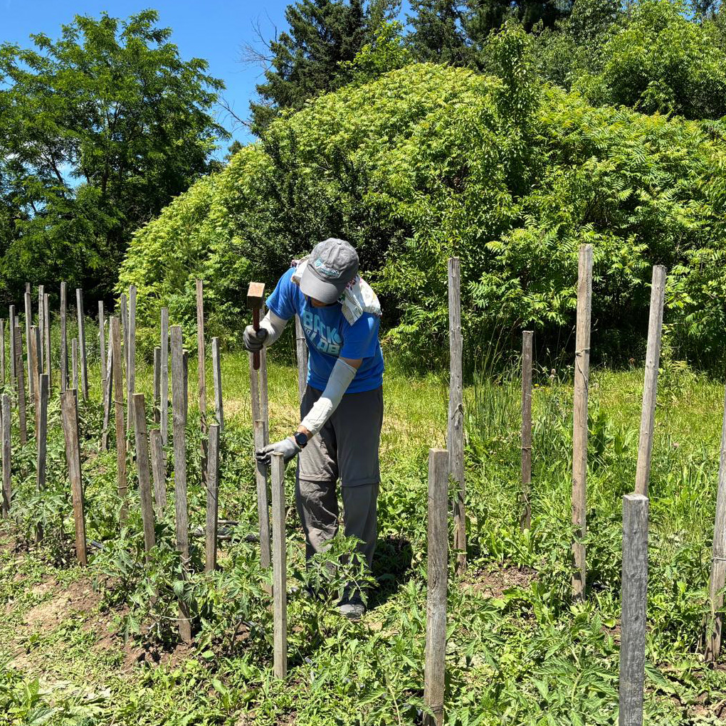 Volunteer staking tomato plants in veggie garden