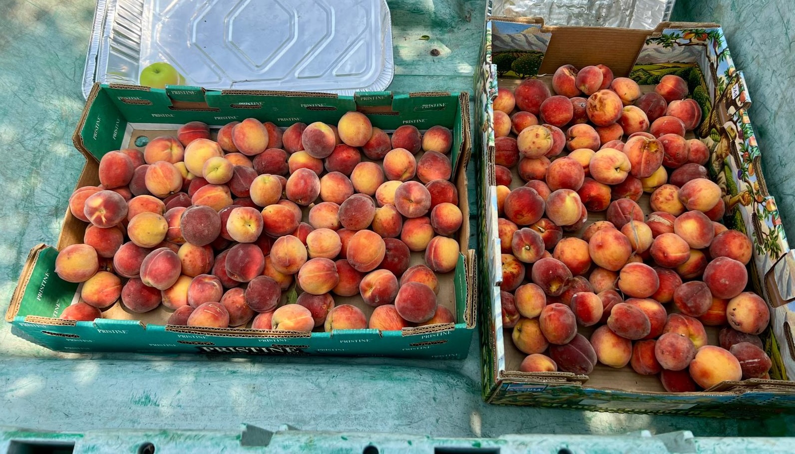 Peaches from Amma Canada's orchard