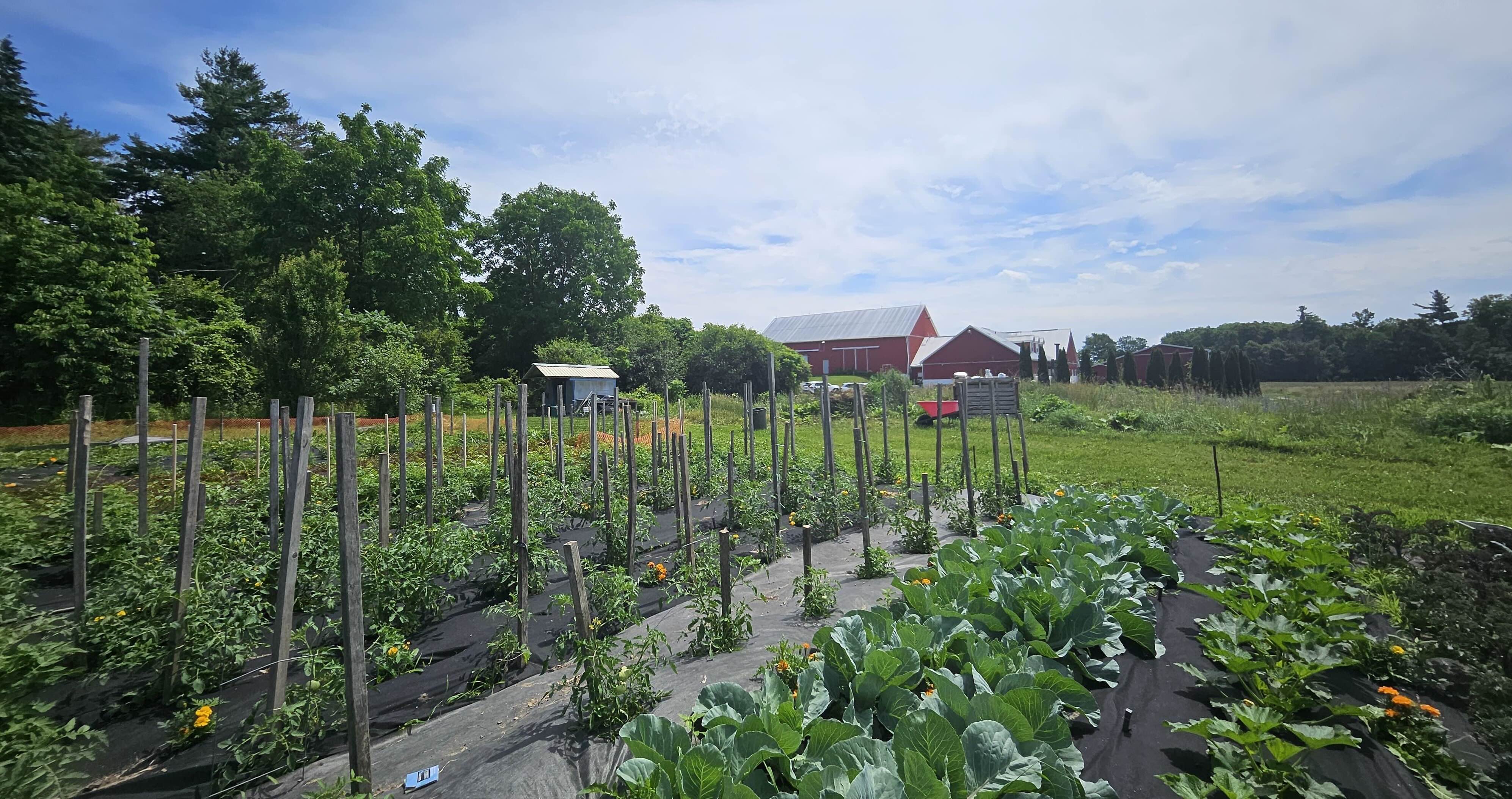 Amma Canada veggie garden - July 2025