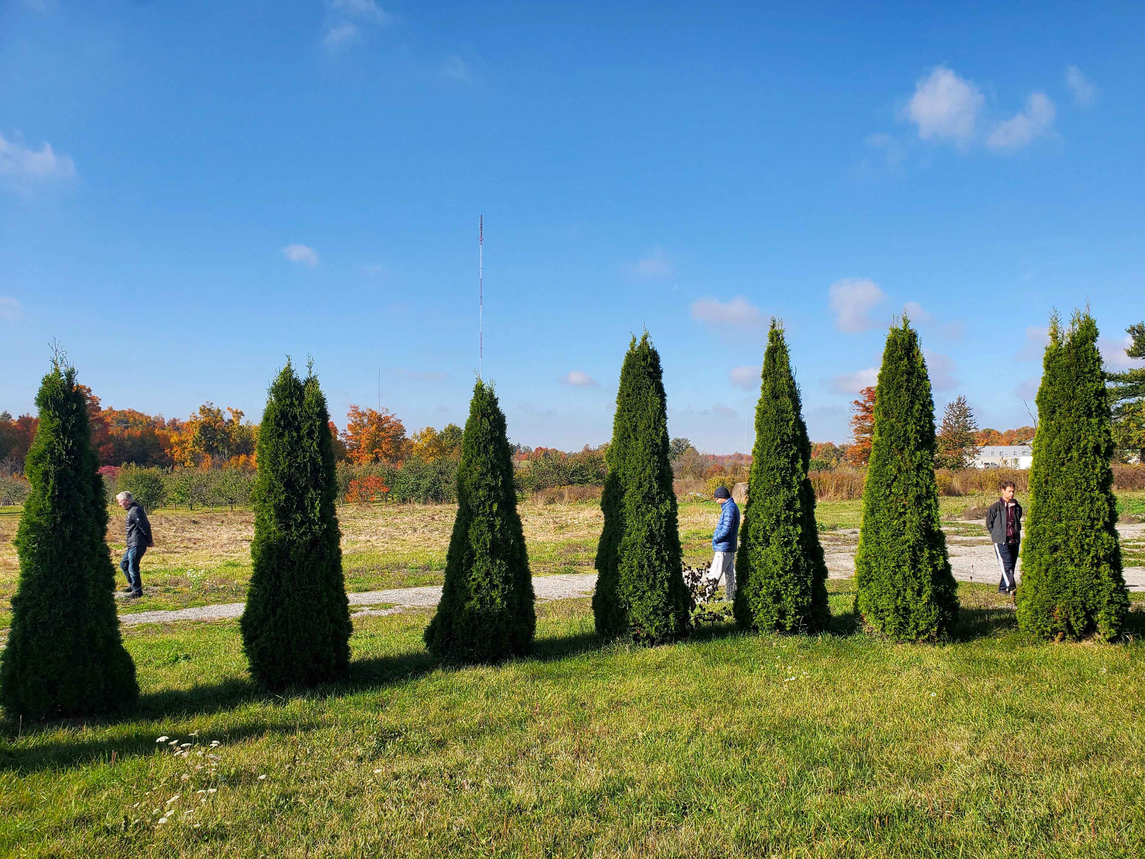 Men walking amid cedar