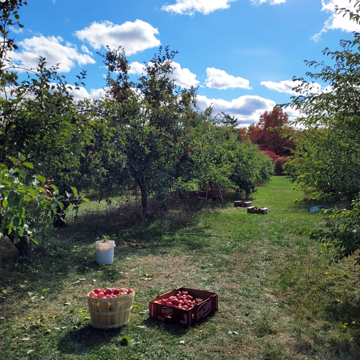 Apples in boxes in Amma Canada orchard