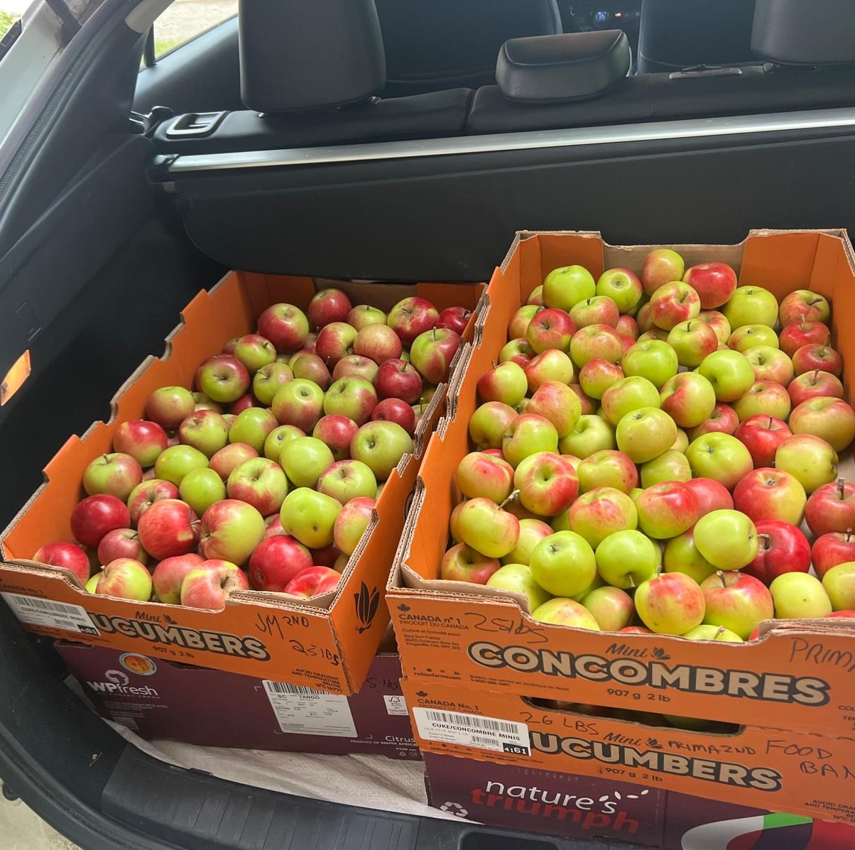 Apples in boxes in trunk, awaiting donation