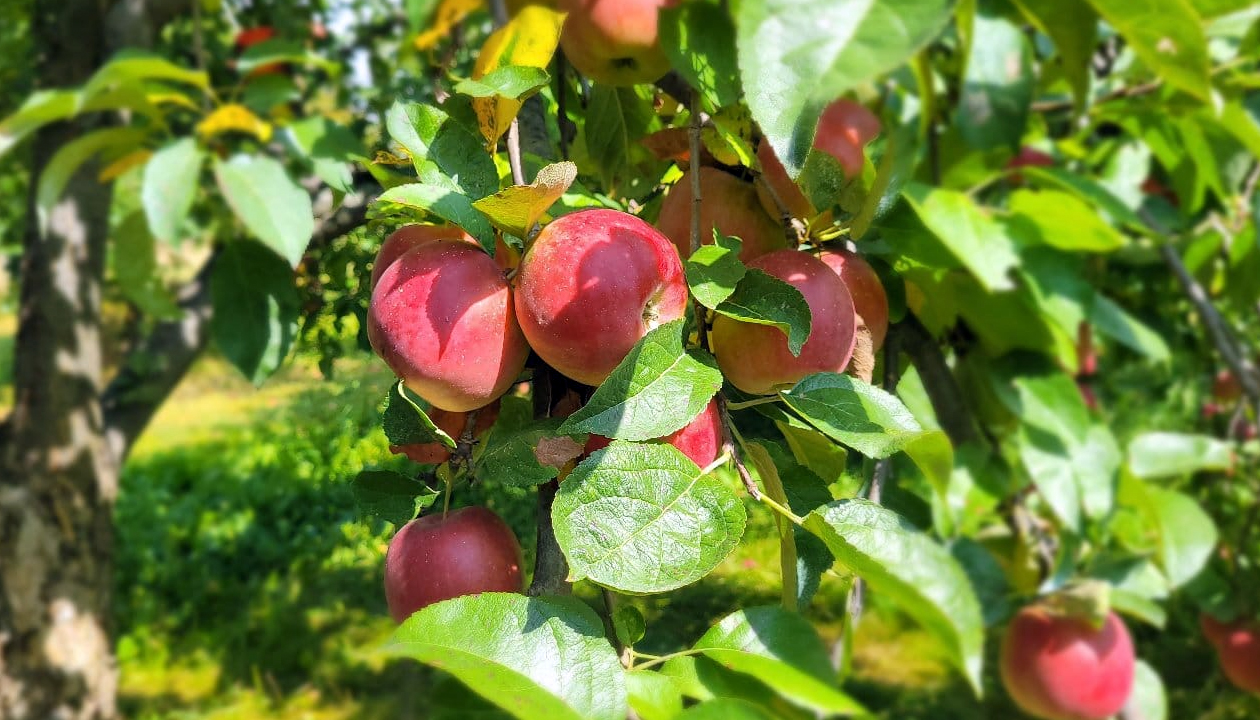 Ripe apples on tree