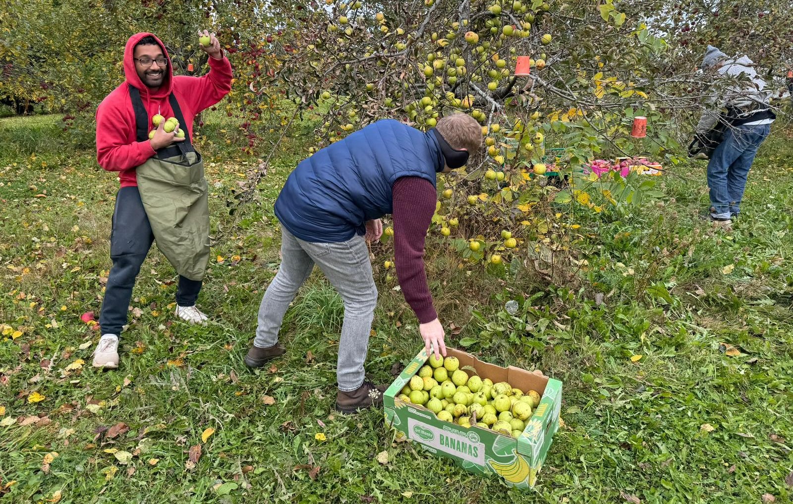 Volunteers playing as they pick apples in the Amma Canada orchard