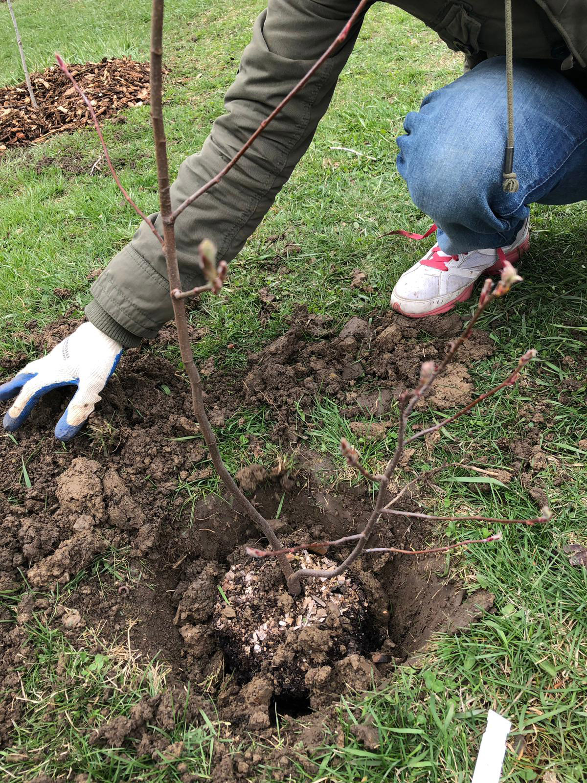 Tree sapling being placed in hole