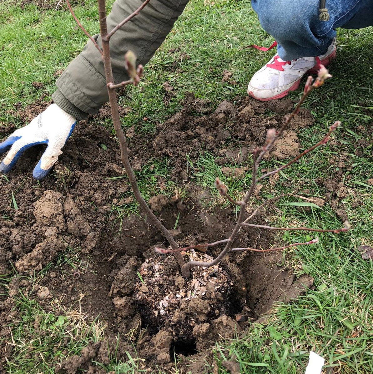 Close-up of volunteer planting tree