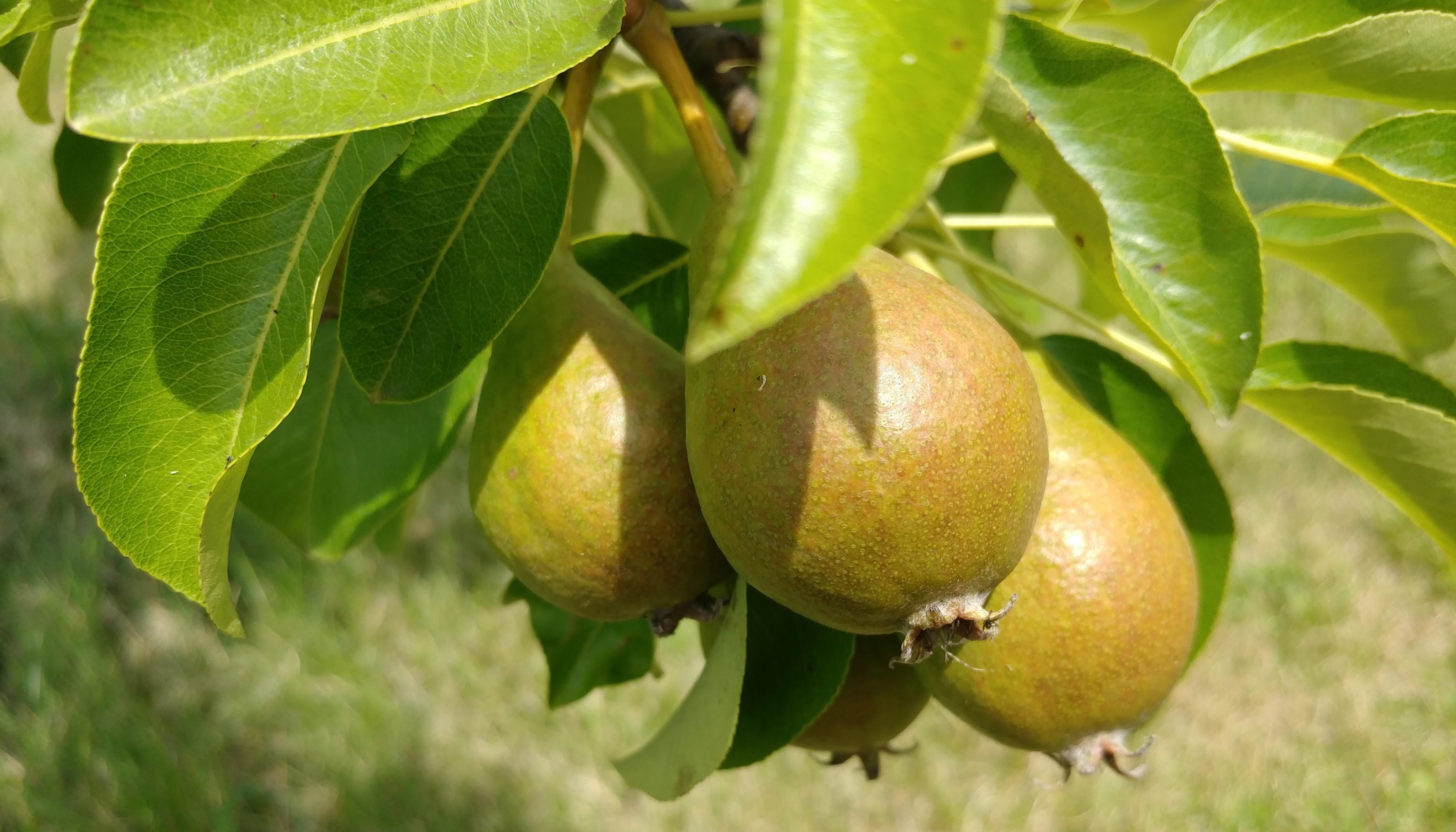 Baby pears in Amma Canada's orchard
